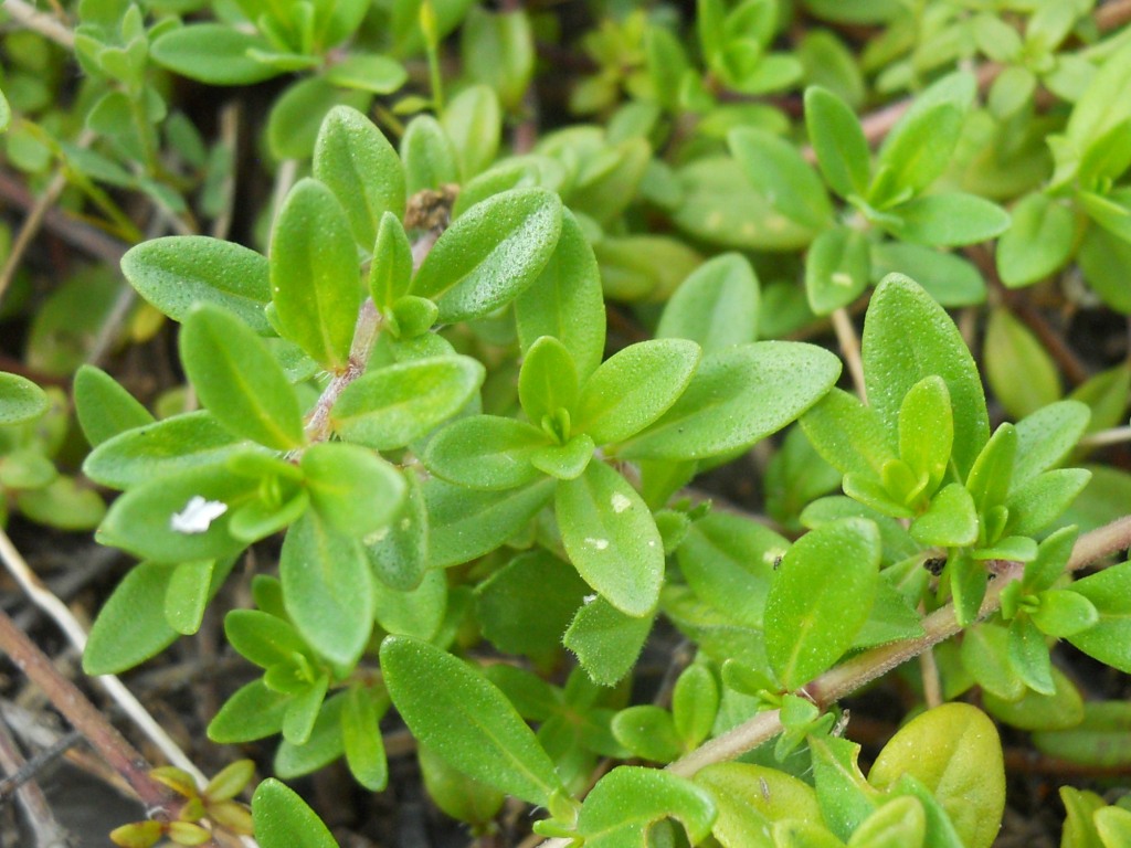 fiore rosa 2 - Thymus cfr. pulegioides